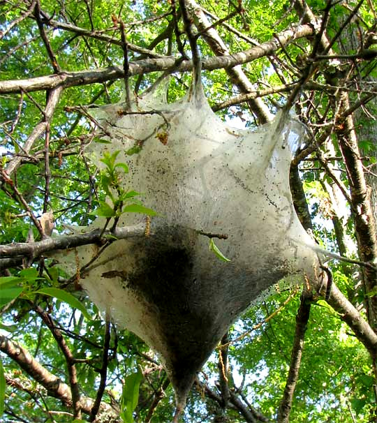 tent of Eastern Tent Caterpillar, MALACOSOMA AMERICANUM