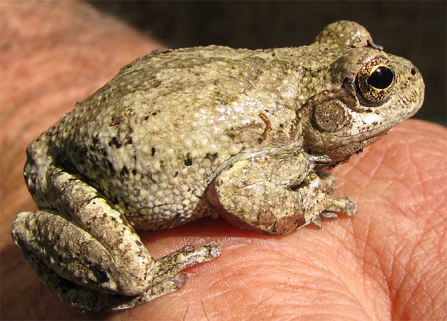 Common Gray Treefrog, HYLA VERSICOLOR, or Cope's Gray Treefrog, HYLA CHRYSOSCELIS