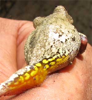 Yellow spots on hindlegs of Common Gray Treefrog, HYLA VERSICOLOR, or Cope's Gray Treefrog, HYLA CHRYSOSCELIS