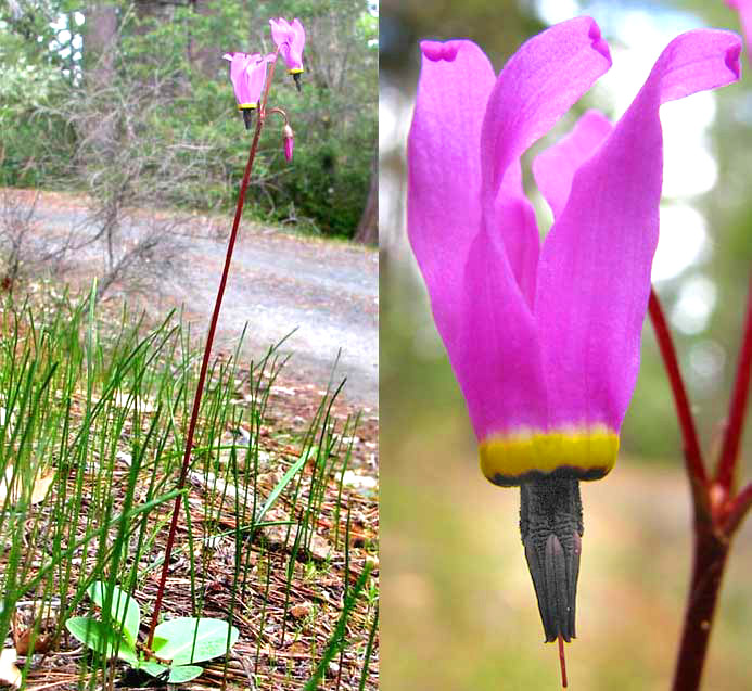 Henderson's Shooting Star, DODECATHEON HENDERSONII