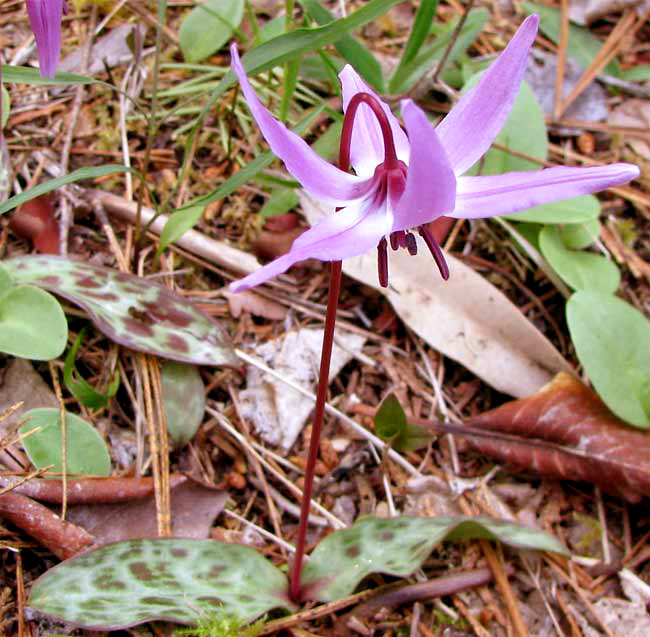 Henderson's Fawn-Lily, ERYTHRONIUM HENDERSONII