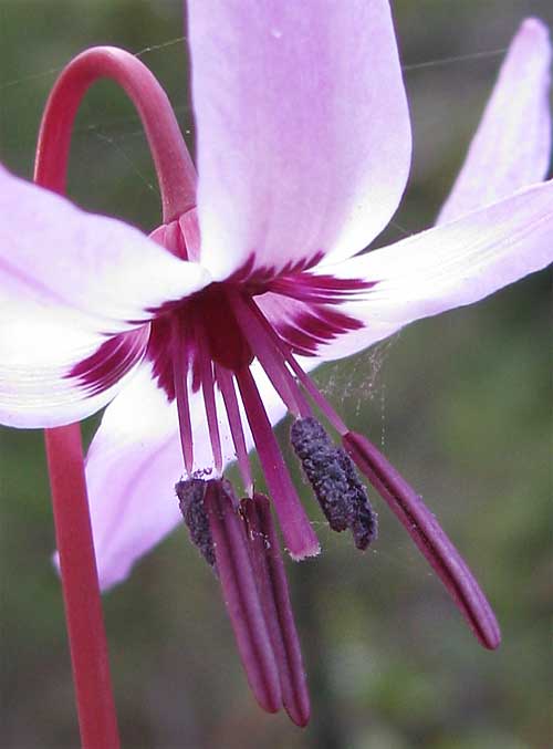 Henderson's Fawn-Lily, ERYTHRONIUM HENDERSONII, flower
