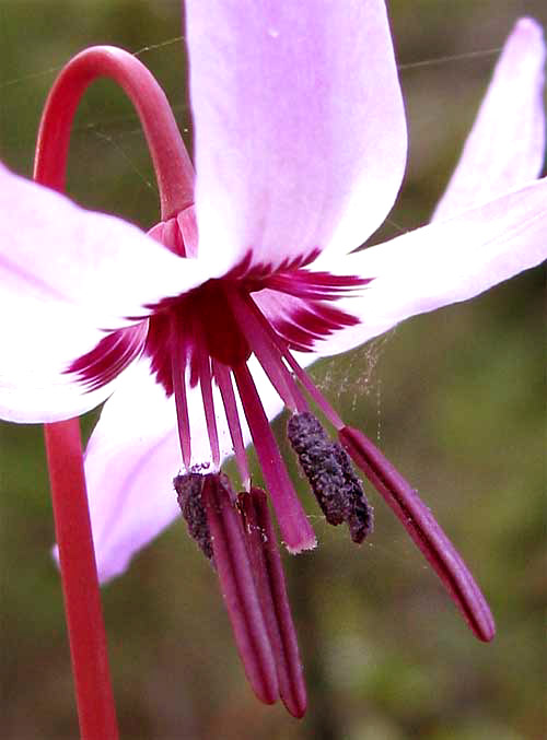 Henderson's Fawn-Lily, ERYTHRONIUM HENDERSONII, flower