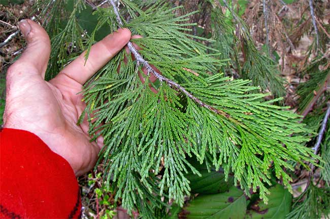 California Incense-cedar, CALOCEDRUS DECURRENS, flattened branchlet