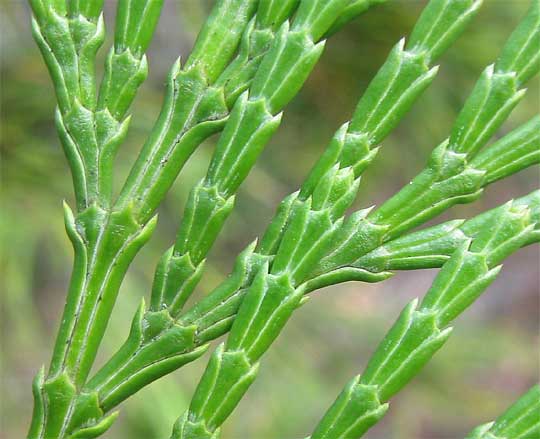 California Incense-cedar, CALOCEDRUS DECURRENS, scale-leaves