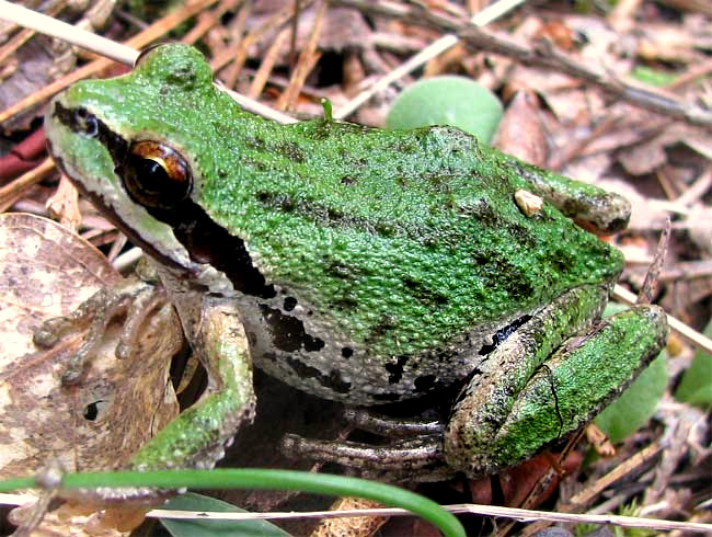 Pacific Treefrog, HYLA REGILLA