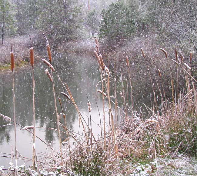 Common Cattail, TYPHA LATIFOLIA