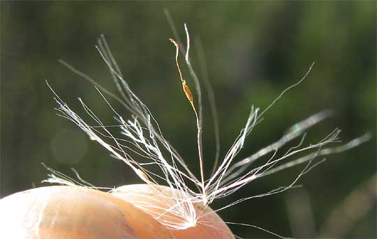 Common Cattail, TYPHA LATIFOLIA, fruit