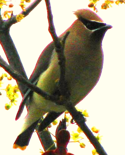 Cedar Waxwing, BOMBYCILLA CEDRORUM