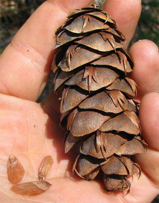 Douglas-rir, PSEUDOTSUGA MENZIESII cone & seeds