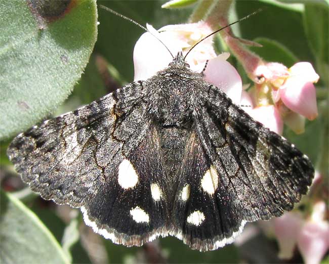 LITOCALA SEXSIGNATA