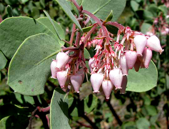 Whiteleaf Manzanita, ARCTOSTAPHYLOS VISCIDA, flowers