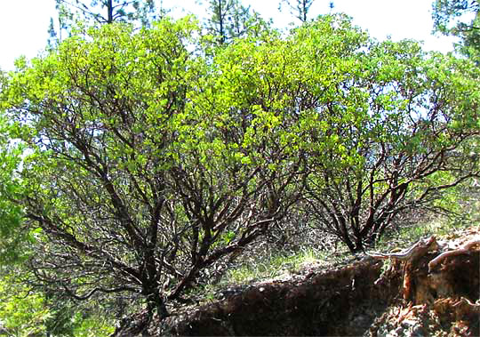 Whiteleaf Manzanita, ARCTOSTAPHYLOS VISCIDA