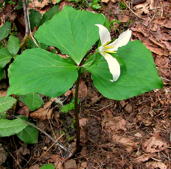 Western Trillium, TRILLIUM OVATUM