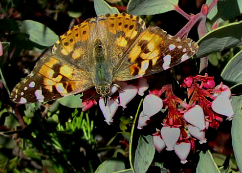 Painted Lady, VANESSA CARDUI