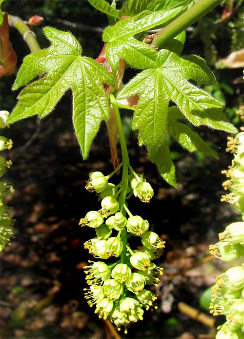 Bigleaf Maple, ACER MACROPHYLLUM