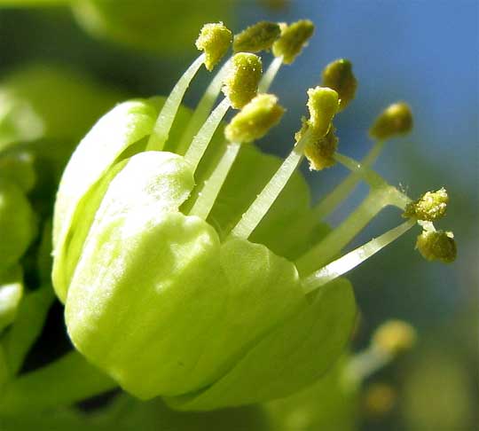 Bigleaf Maple, ACER MACROPHYLLUM, flower