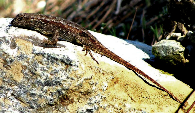  Western Fence Lizard, SCELOPORUS OCCIDENTALIS