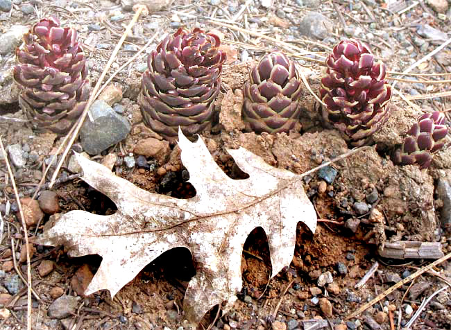 California Groundcone, BOSCHNIAKIA STROBILACEA