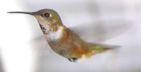 Rufous Hummingbird, SELASPHORUS RUFUS
