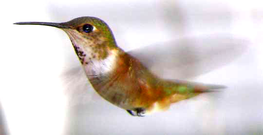 Rufous Hummingbird, SELASPHORUS RUFUS