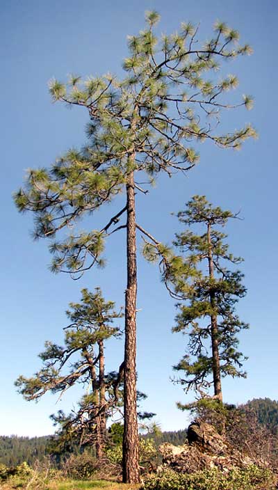 Jeffrey Pine, PINUS JEFFREYI