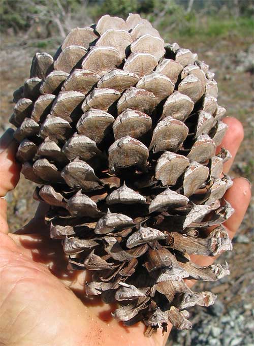 Jeffrey Pine, PINUS JEFFREYI, cone