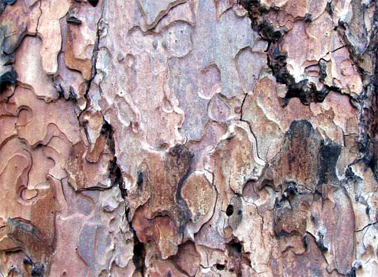 Jeffrey Pine, PINUS JEFFREYI, bark