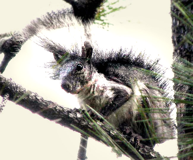 Western Gray Squirrel, SCIURUS GRISEUS