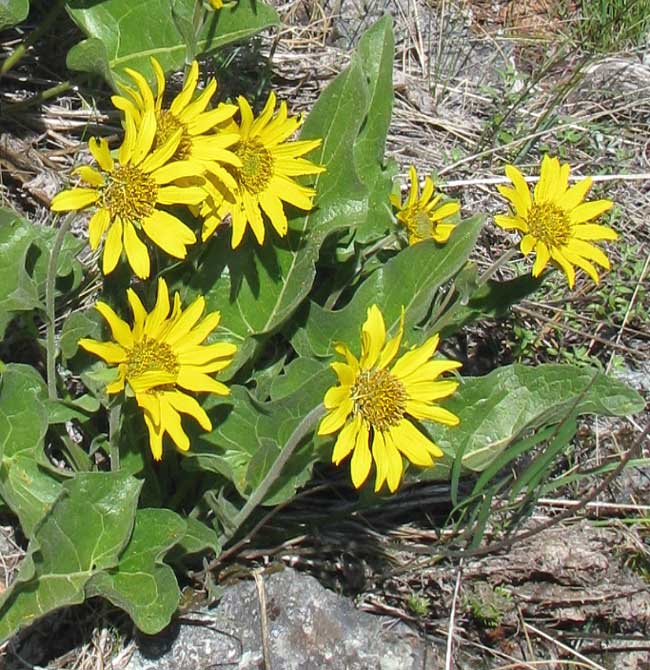 Deltoid Balsamroot, or Puget Balsamroot, BALSAMORHIZA DELTOIDEA