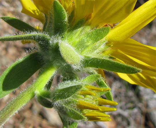 Deltoid Balsamroot, or Puget Balsamroot, BALSAMORHIZA DELTOIDEA, involucral bracts