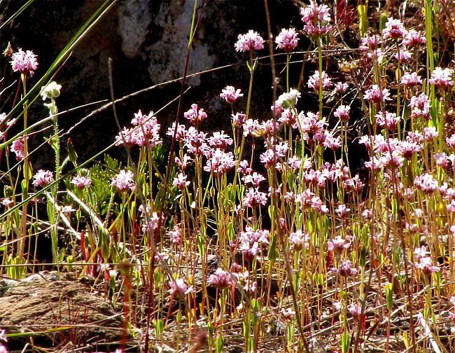 PLECTRITIS cf. CONGESTA