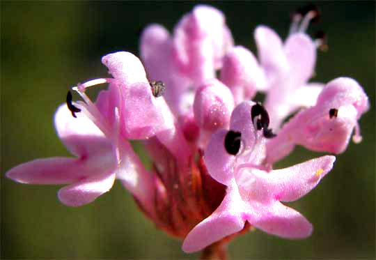 PLECTRITIS cf. CONGESTA, flowers