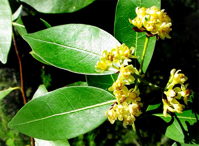 California-laurel, or Oregon-myrtle, UMBELLULARIA CALIFORNICA