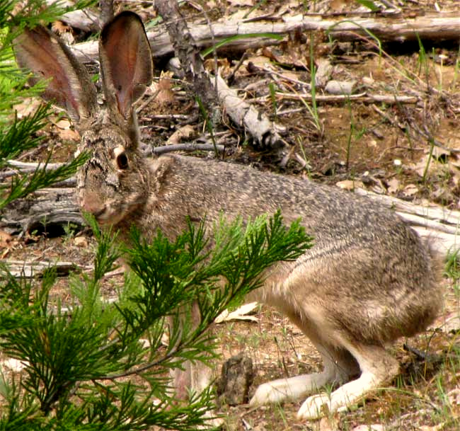 Black-tailed Jackrabbit, LEPUS CALIFORNICUS