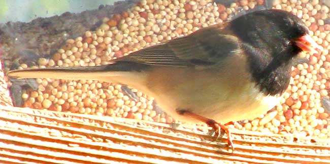 OREGON JUNCO