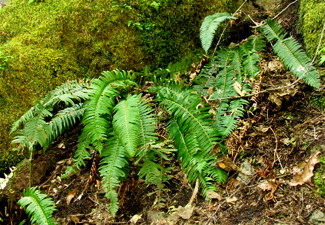 Western Sword-Fern,  Polystichum munitum