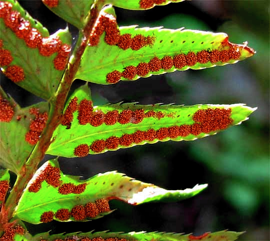 Western Sword-Fern,  Polystichum munitum, sori and pinnae