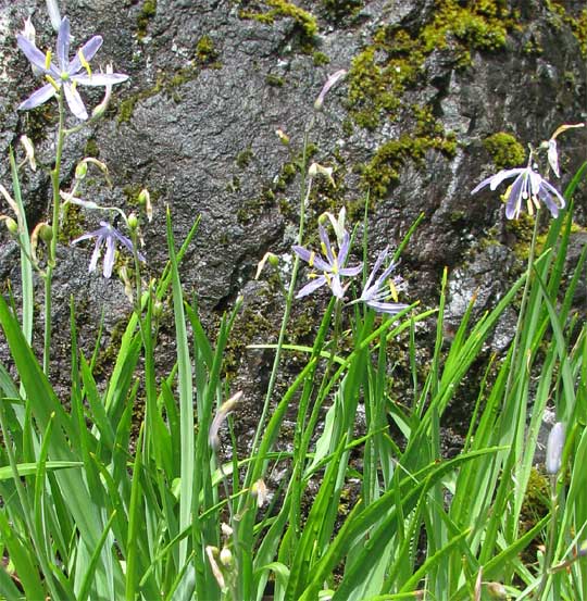 Camass, CAMASSIA LEICHTLINII