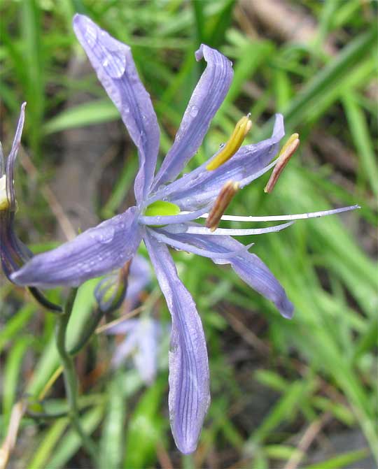 Camass, CAMASSIA LEICHTLINII, flower