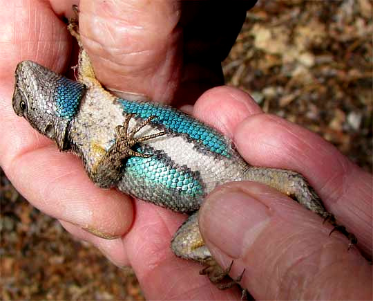  Western Fence Lizard, SCELOPORUS OCCIDENTALIS, blue splotches