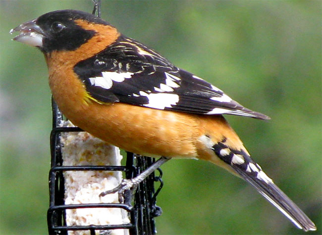 Black-headed Grosbeak, PHEUCTICUS MELANOCEPHALUS