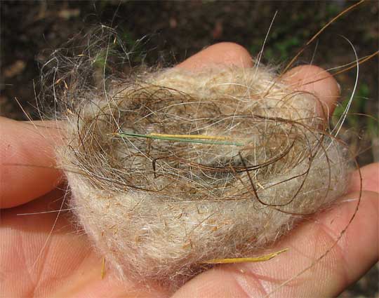 hummingbird nest made of cattail fuzz