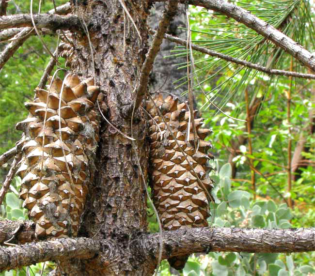 Knobcone Pine, PINUS ATTENUATA, cones