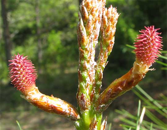 Knobcone Pine, PINUS ATTENUATA, immature cone