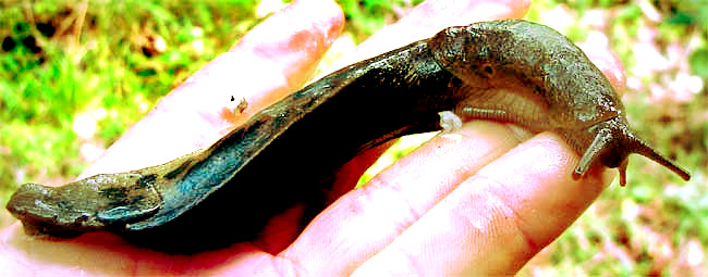 Great Gray Slug, LIMAX MAXIMUS