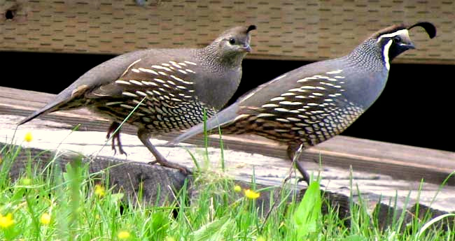 California Quail, Lophortyx californicus