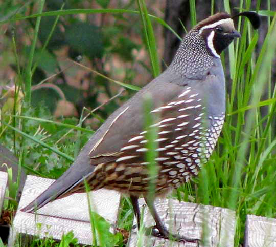 California Quail, LOPHORTYX CALIFORNICUS