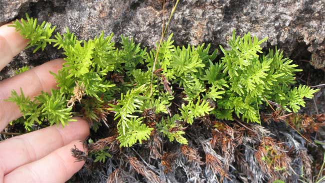 American Rockbrake or American Parsley Fern, CRYPTOGRAMMA ACROSTICHOIDES