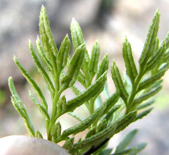 American Rockbrake or American Parsley Fern, CRYPTOGRAMMA ACROSTICHOIDES, fertile fronds with indusia